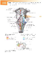 Sobotta Atlas of Human Anatomy  Head,Neck,Upper Limb Volume1 2006, page 307